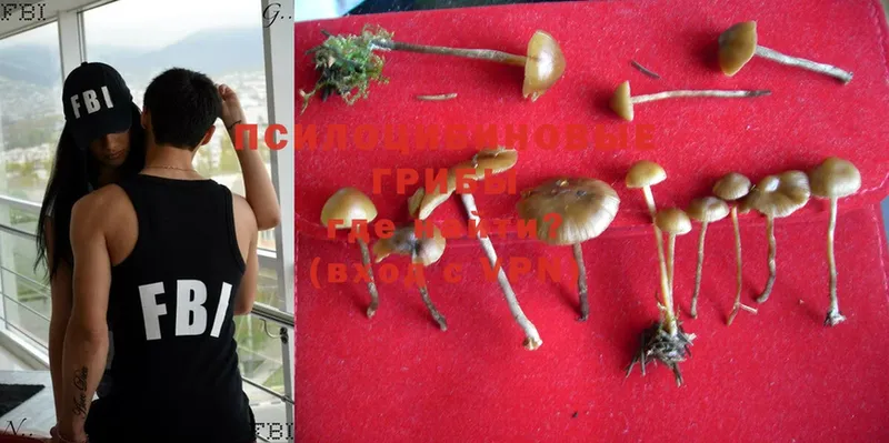 Галлюциногенные грибы Psilocybe Ачинск